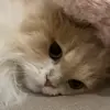 🐾 Эмодзи «Котики Гиф» для Telegram