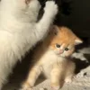 🐾 Эмодзи «Котики Гиф» для Telegram