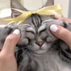 🐾 Эмодзи «Котики Гиф» для Telegram