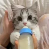 🐾 Эмодзи «Котики Гиф» для Telegram