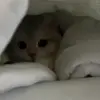🐾 Эмодзи «Котики Гиф» для Telegram