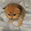 🐾 Эмодзи «Котики Гиф» для Telegram