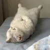 🐾 Эмодзи «Котики Гиф» для Telegram