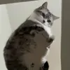🐾 Эмодзи «Котики Гиф» для Telegram