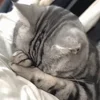 🐾 Эмодзи «Котики Гиф» для Telegram