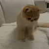 🐾 Эмодзи «Котики Гиф» для Telegram