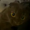 🐾 Эмодзи «Котики Гиф» для Telegram