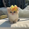 🐾 Эмодзи «Котики Гиф» для Telegram