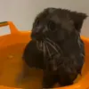 🐾 Эмодзи «Котики Гиф» для Telegram