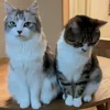 🐾 Эмодзи «Котики Гиф» для Telegram