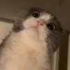 🐾 Эмодзи «Котики Гиф» для Telegram