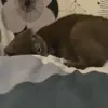 🐾 Эмодзи «Котики Гиф» для Telegram