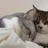 🐾 Эмодзи «Котики Гиф» для Telegram