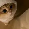 🐾 Эмодзи «Котики Гиф» для Telegram