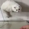 🐾 Эмодзи «Котики Гиф» для Telegram