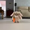 🐾 Эмодзи «Котики Гиф» для Telegram