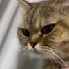 🐾 Эмодзи «Котики Гиф» для Telegram