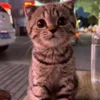 🐾 Эмодзи «Котики Гиф» для Telegram