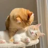 🐾 Эмодзи «Котики Гиф» для Telegram