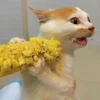 🐾 Эмодзи «Котики Гиф» для Telegram