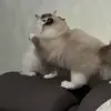 🐾 Эмодзи «Котики Гиф» для Telegram
