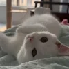 🐾 Эмодзи «Котики Гиф» для Telegram