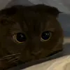 🐾 Эмодзи «Котики Гиф» для Telegram