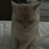🐾 Эмодзи «Котики Гиф» для Telegram