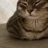 🐾 Эмодзи «Котики Гиф» для Telegram