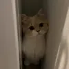 🐾 Эмодзи «Котики Гиф» для Telegram
