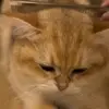 🐾 Эмодзи «Котики Гиф» для Telegram