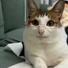 🐾 Эмодзи «Котики Гиф» для Telegram