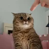 🐾 Эмодзи «Котики Гиф» для Telegram