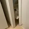 🐾 Эмодзи «Котики Гиф» для Telegram