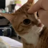 🐾 Эмодзи «Котики Гиф» для Telegram