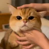 🐾 Эмодзи «Котики Гиф» для Telegram