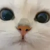 🐾 Эмодзи «Котики Гиф» для Telegram
