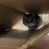 🐾 Эмодзи «Котики Гиф» для Telegram
