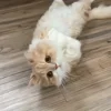 🐾 Эмодзи «Котики Гиф» для Telegram