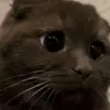 🐾 Эмодзи «Котики Гиф» для Telegram