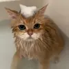 🐾 Эмодзи «Котики Гиф» для Telegram
