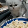 🐾 Эмодзи «Котики Гиф» для Telegram