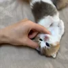 🐾 Эмодзи «Котики Гиф» для Telegram