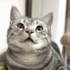 🐾 Эмодзи «Котики Гиф» для Telegram