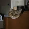 🐾 Эмодзи «Котики Гиф» для Telegram