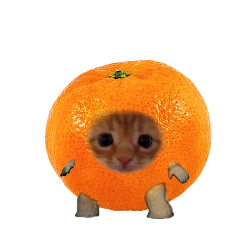 🍊 Стикер «котики овощи коты фрукты» для Telegram