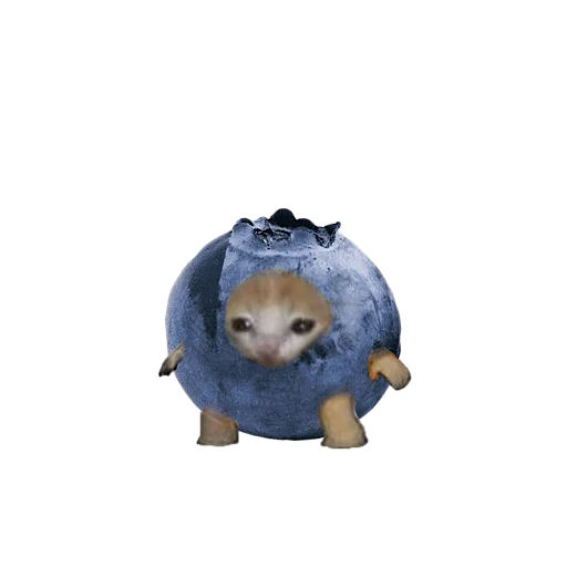 🥝 Стикер «котики овощи коты фрукты» для Telegram