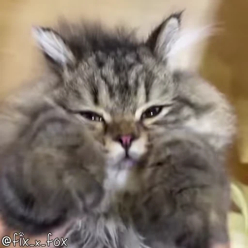🥰 Стикер «Видео набор стикеров с котиками» для Telegram