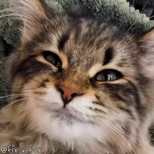 🤗 Стикер «Видео набор стикеров с котиками» для Telegram