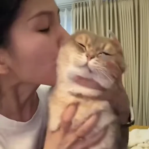 😘 Стикер «Видео набор стикеров с котиками» для Telegram